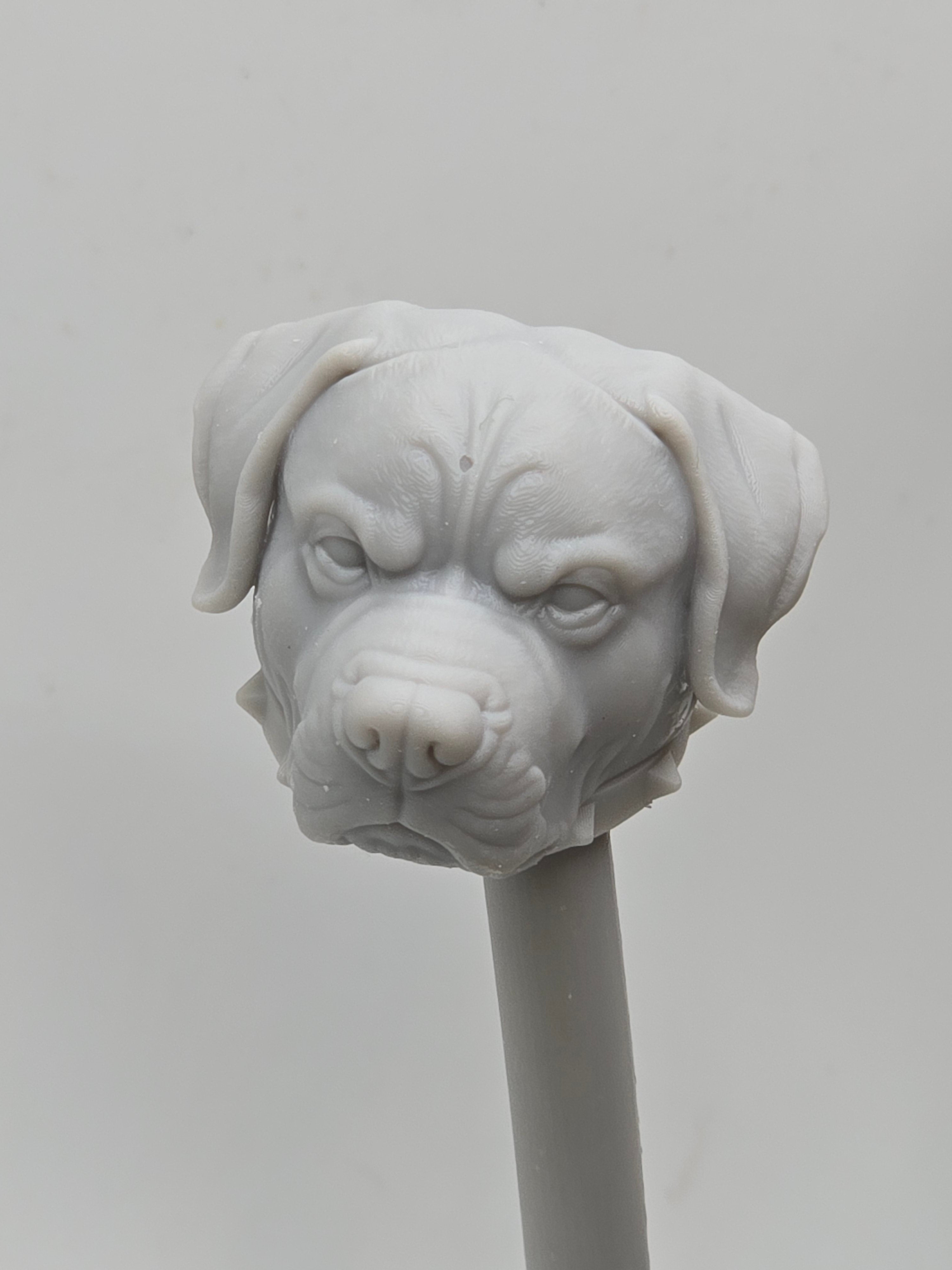 3d Printed Mythic Legions Scale Head 1.0 Rottweiler Dog Head  1:12 6" Scale.