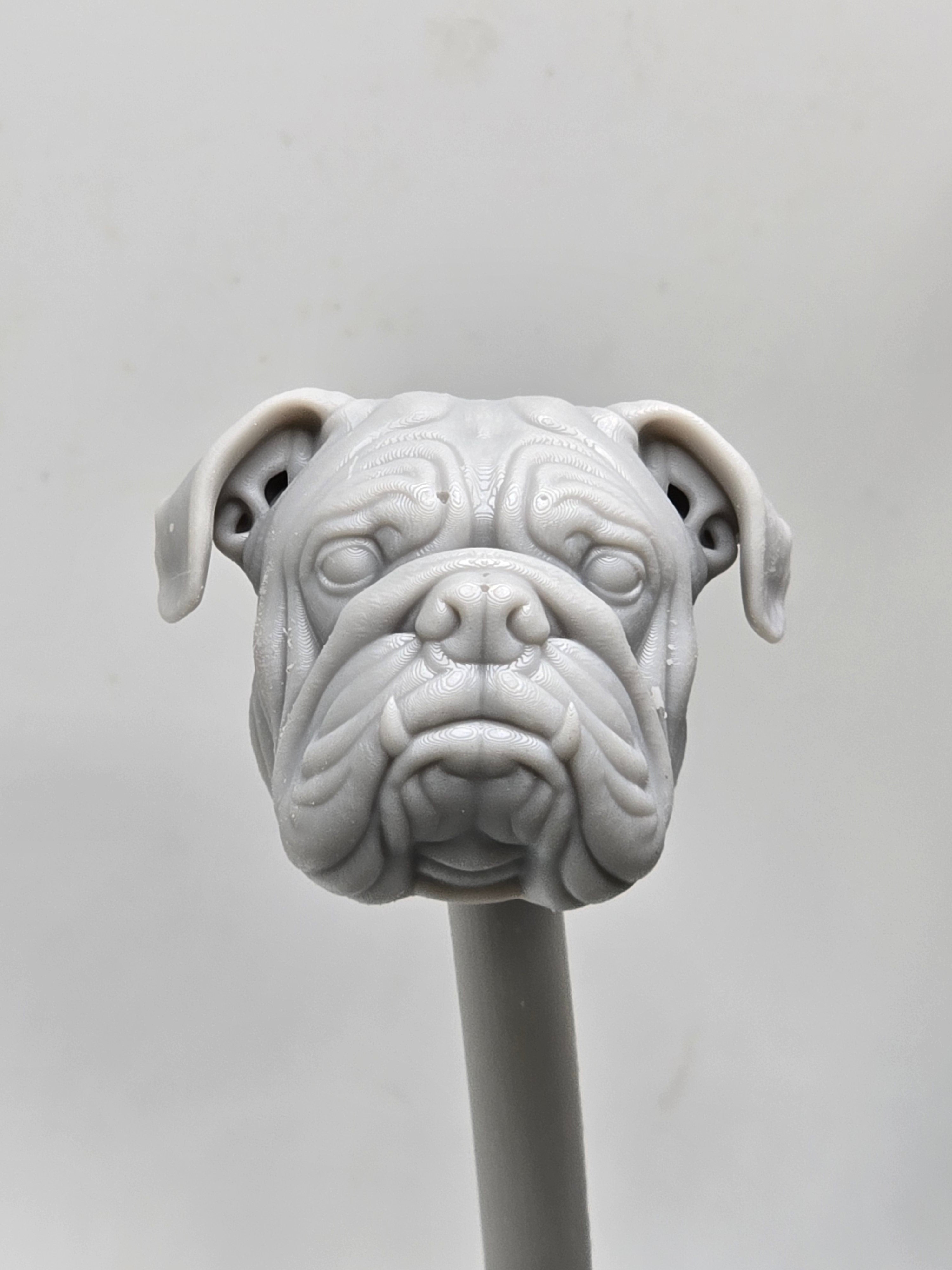3d Printed Mythic Legions Scale Head 1.0 Bull Dog Dog Head  1:12 6" Scale.